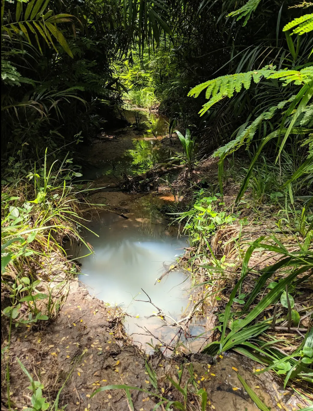 Masingine forest