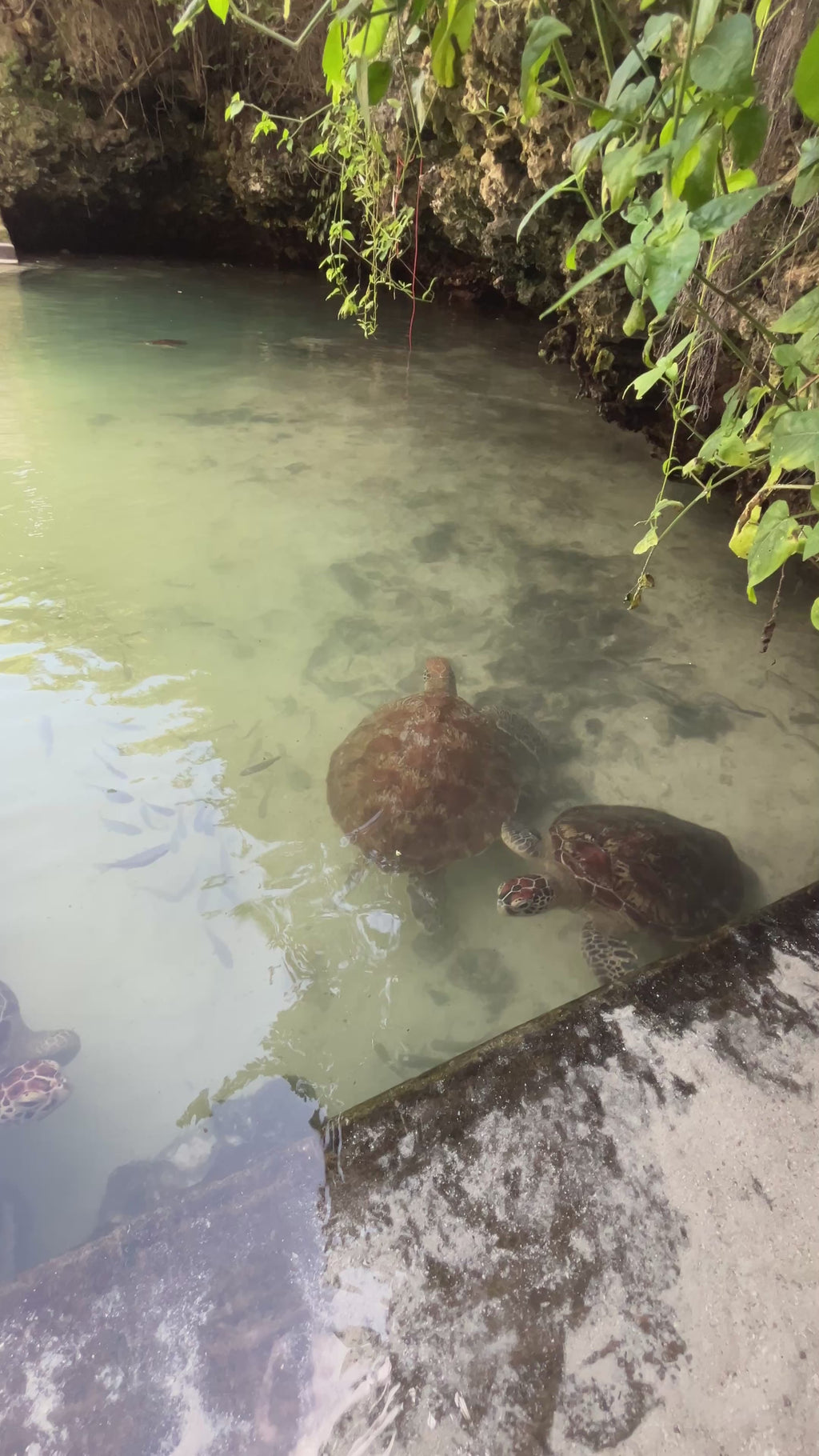 Mnemba island, Fukuchani sea turtles aquarium & Kendwa beach