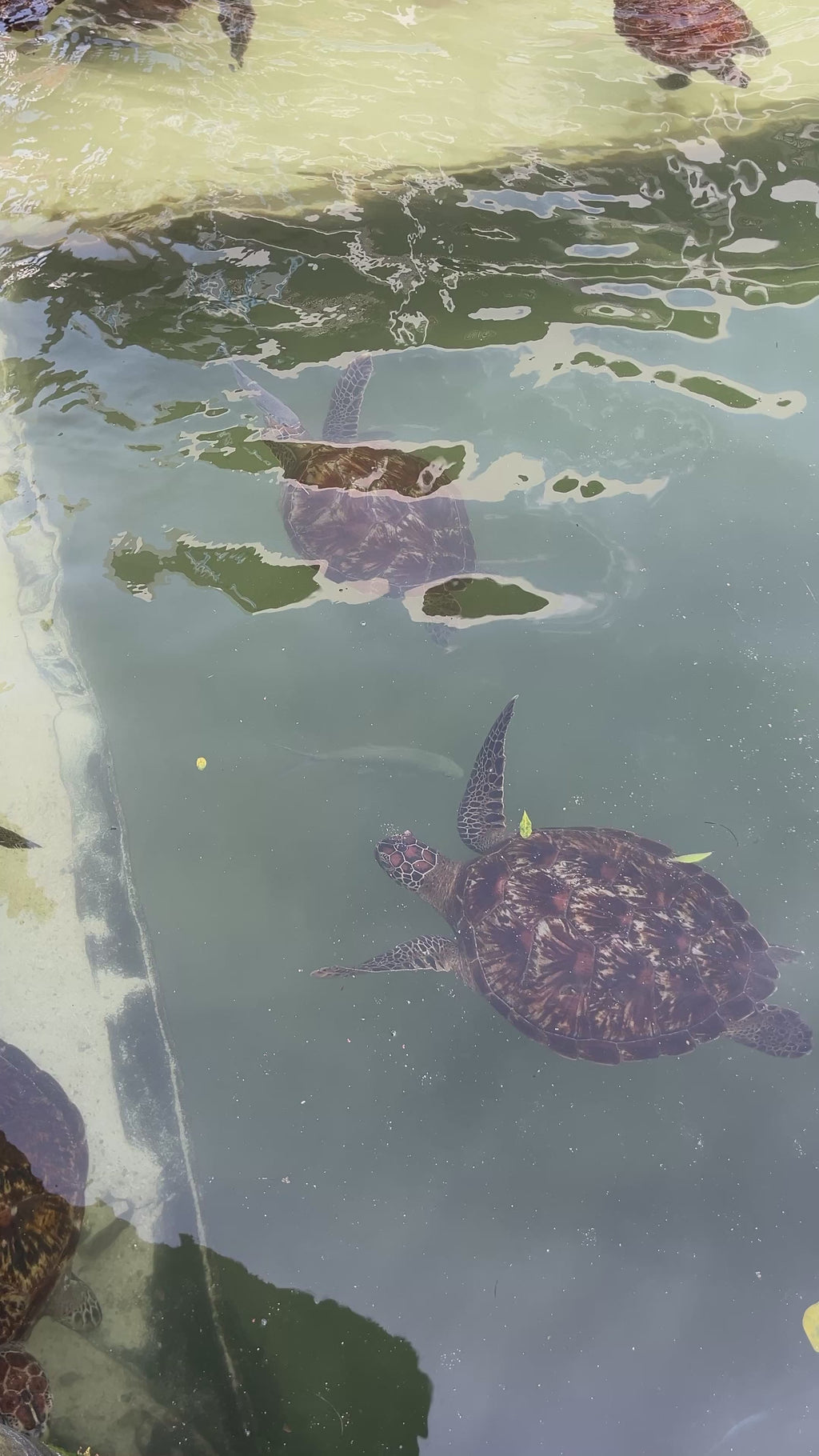 Mnemba island, Fukuchani sea turtles aquarium & Kendwa beach