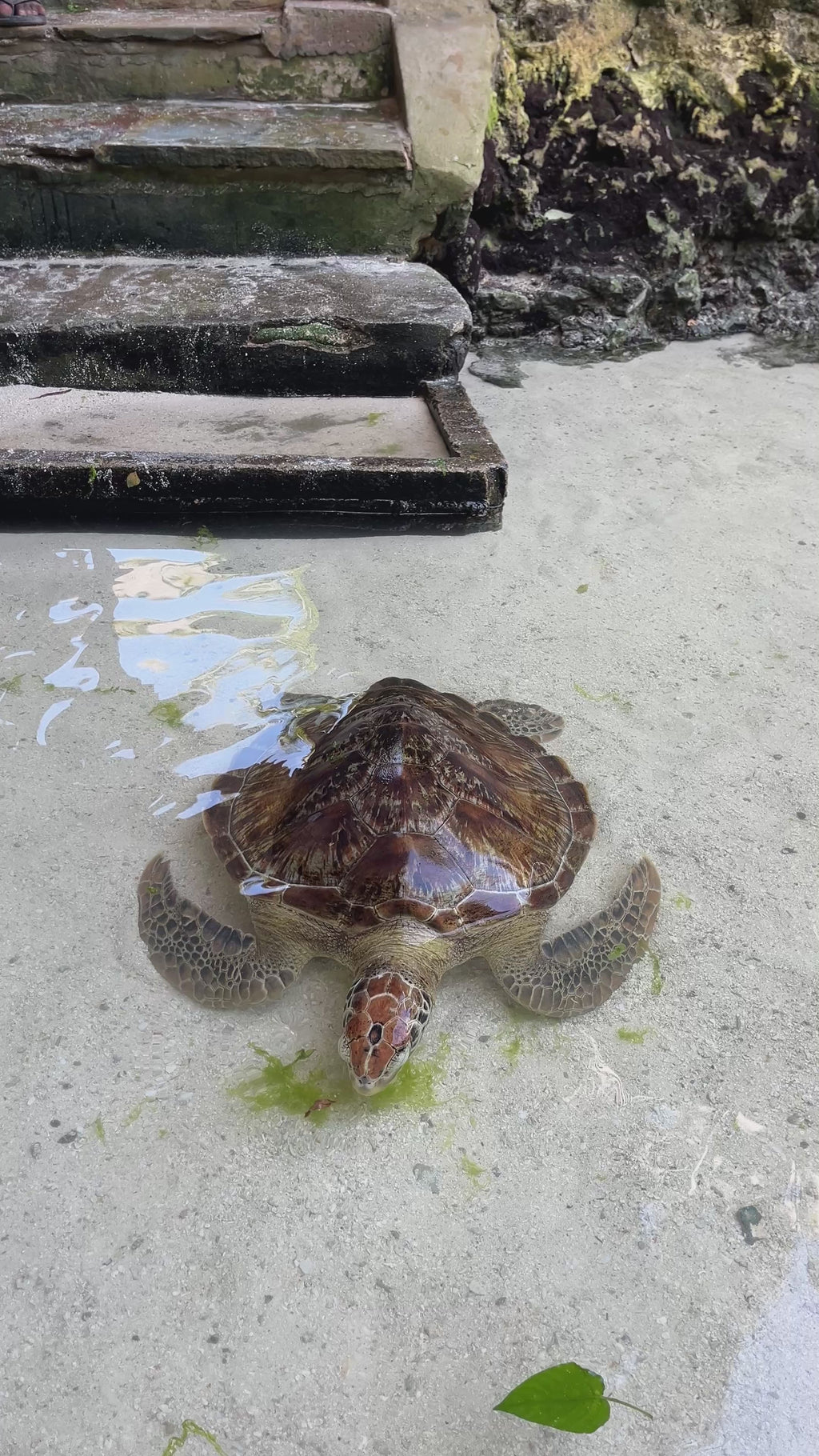 Mnemba island, Fukuchani sea turtles aquarium & Kendwa beach