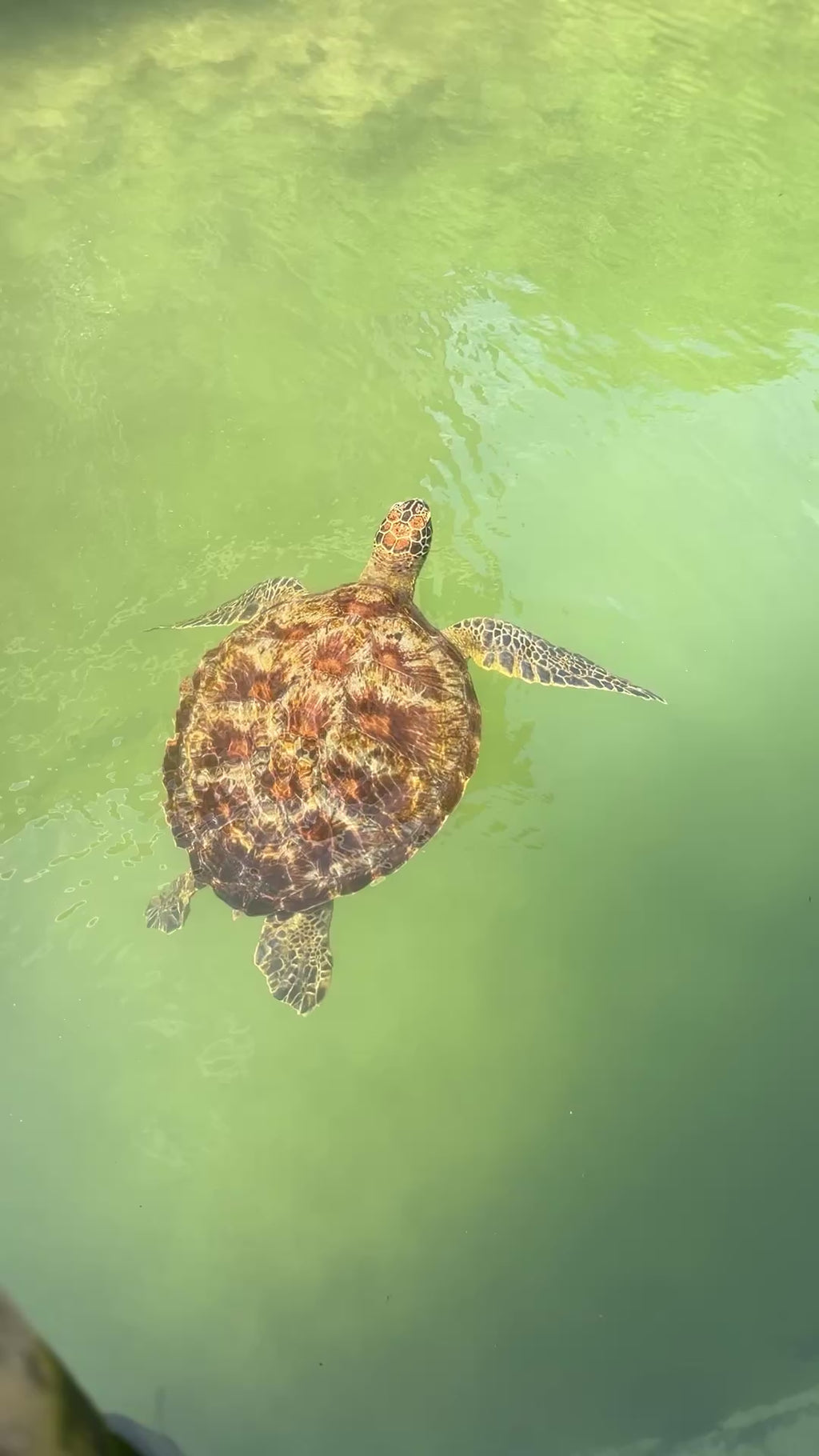Mnemba island, Fukuchani sea turtles aquarium & Kendwa beach