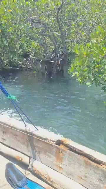 Safari blue