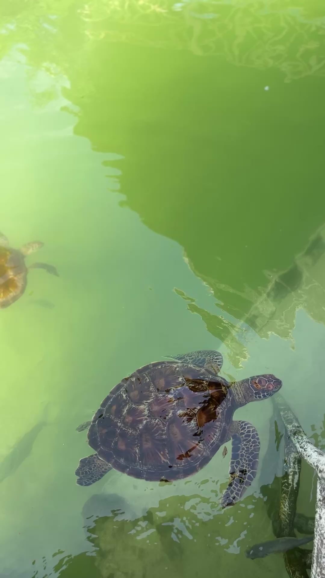 Mnemba island, Fukuchani sea turtles aquarium & Kendwa beach