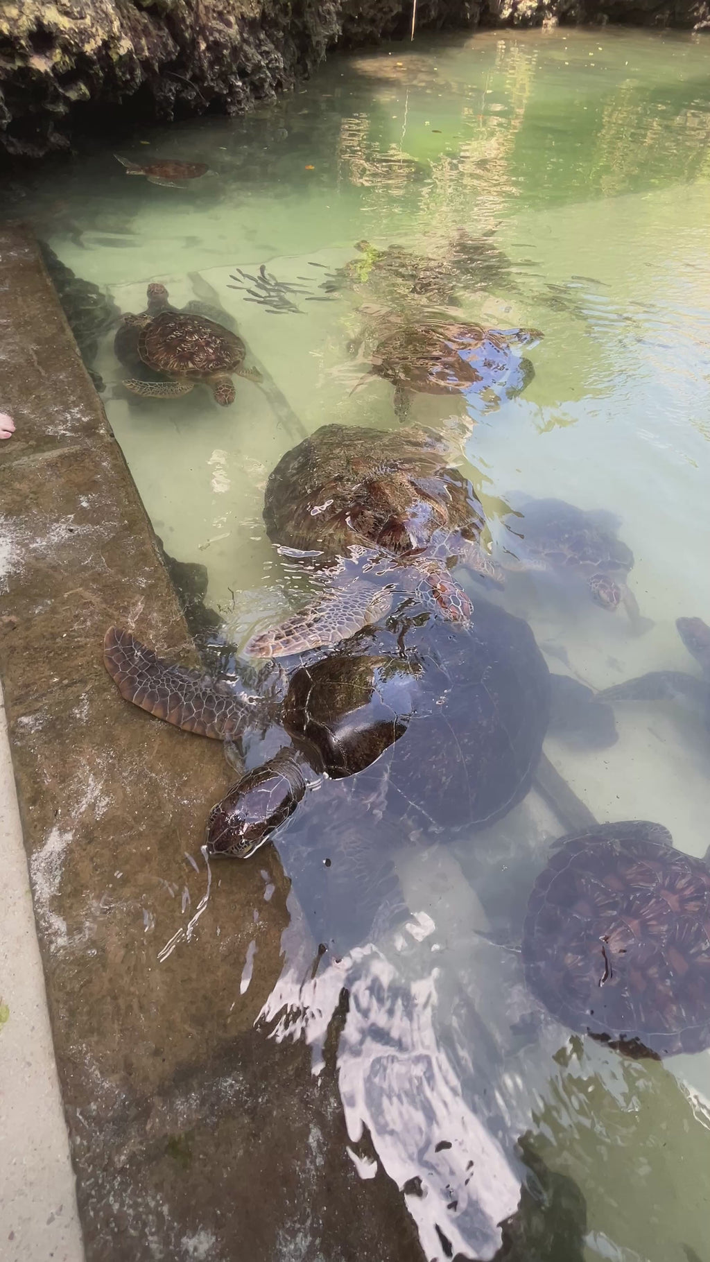 Mnemba island, Fukuchani sea turtles aquarium & Kendwa beach
