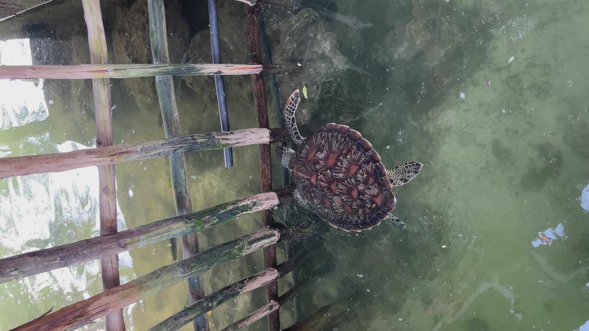 Mnemba island, Fukuchani sea turtles aquarium & Kendwa beach