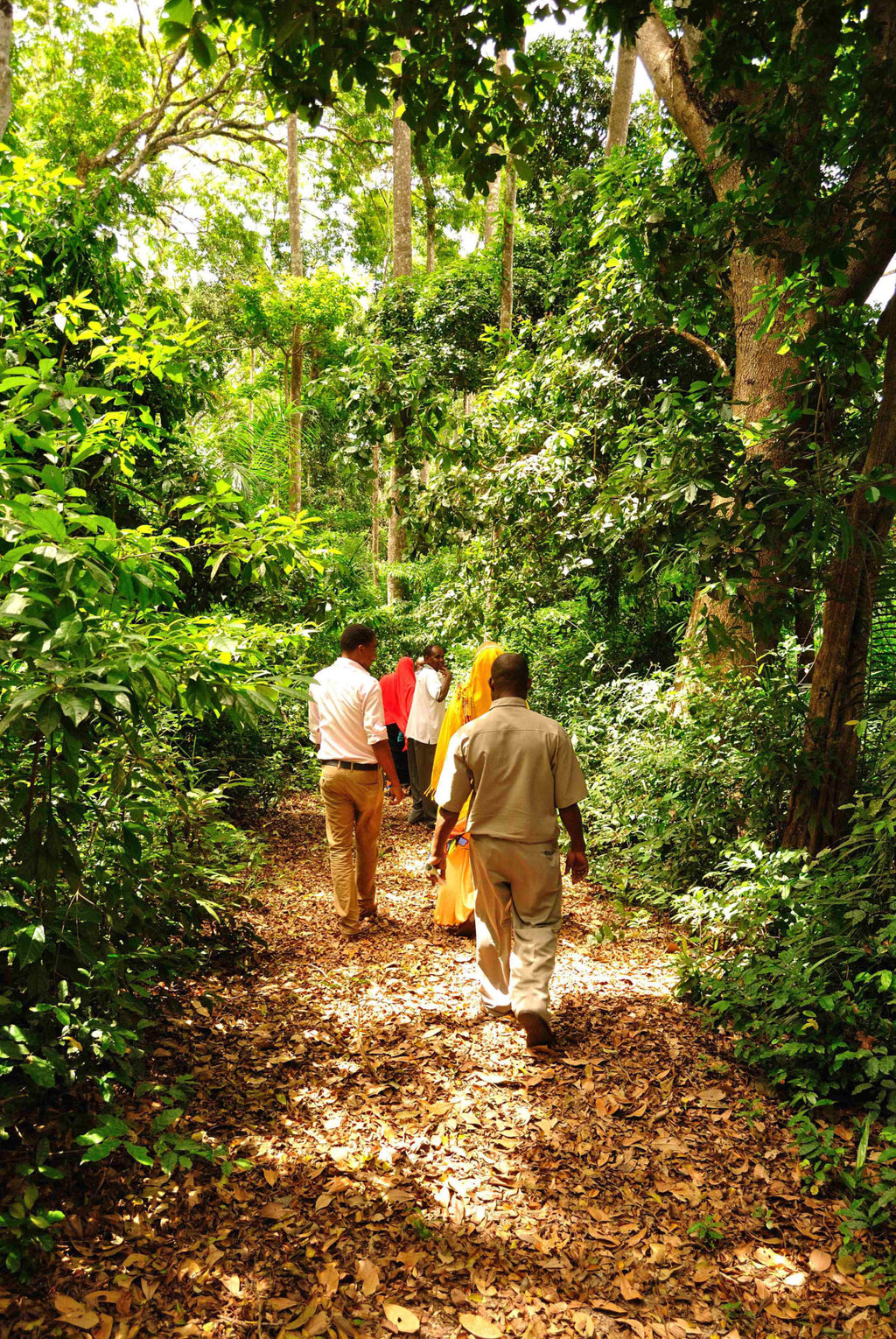 Masingine forest