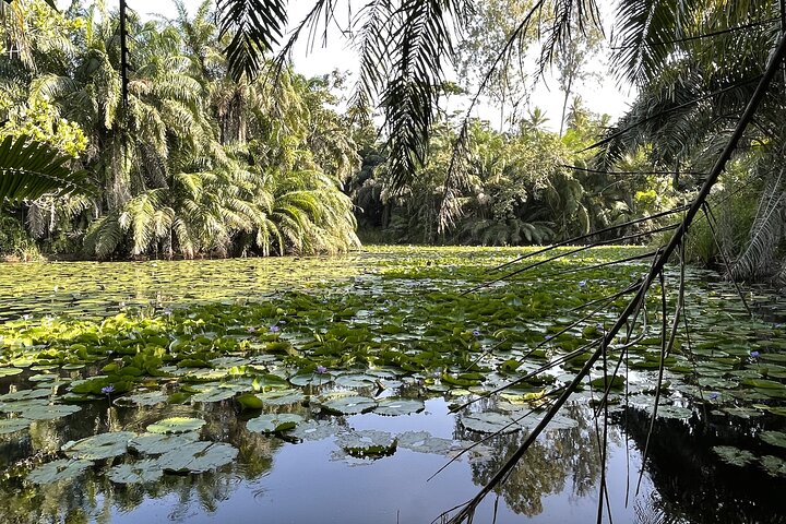 Masingine forest