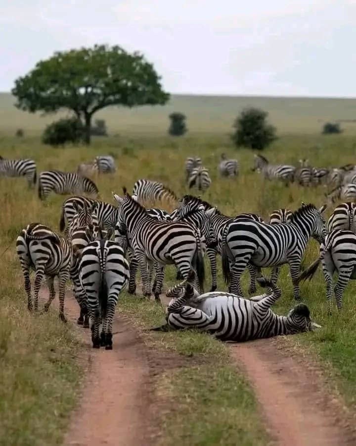 One day Safari Mikumi National park