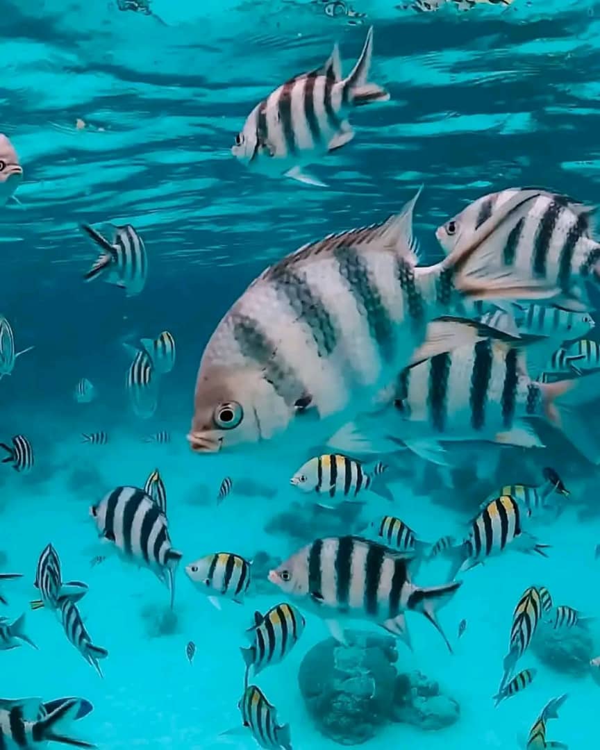Mnemba island, Fukuchani sea turtles aquarium & Kendwa beach