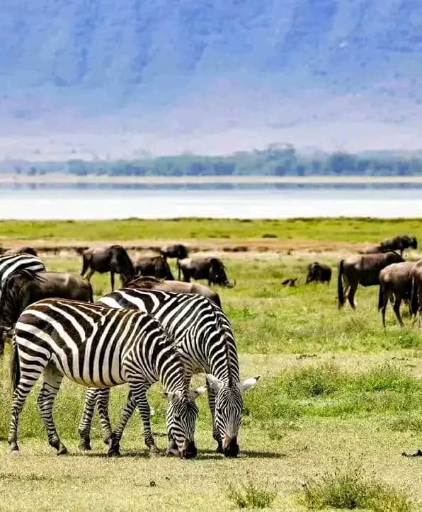One day Safari Mikumi National park
