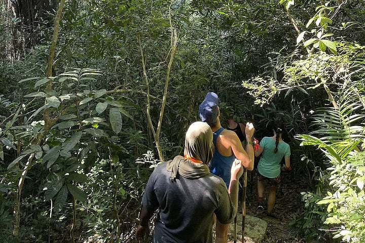 Masingine forest