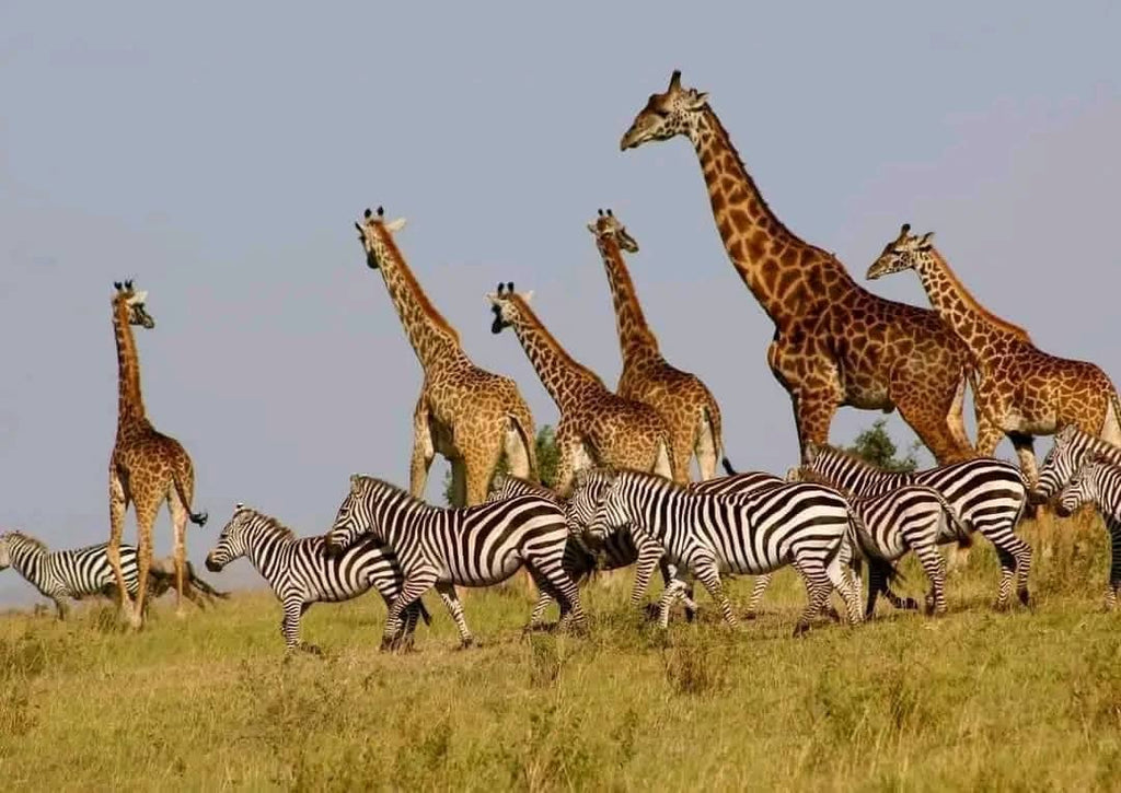 One day Safari Mikumi National park