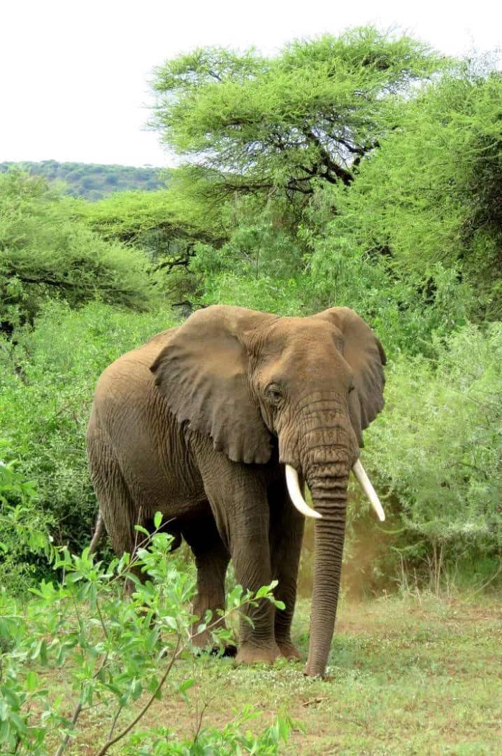 One day Safari Mikumi National park