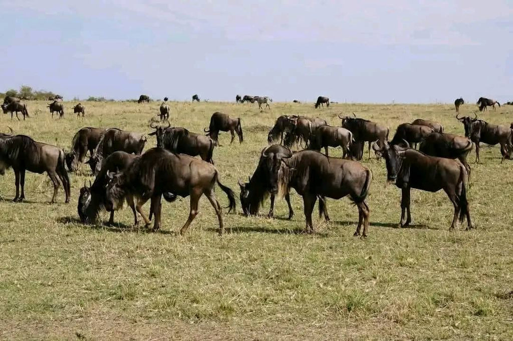One day Safari Mikumi National park