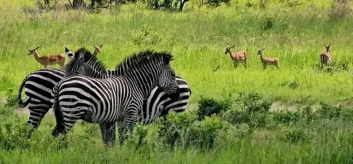 One day Safari Mikumi National park